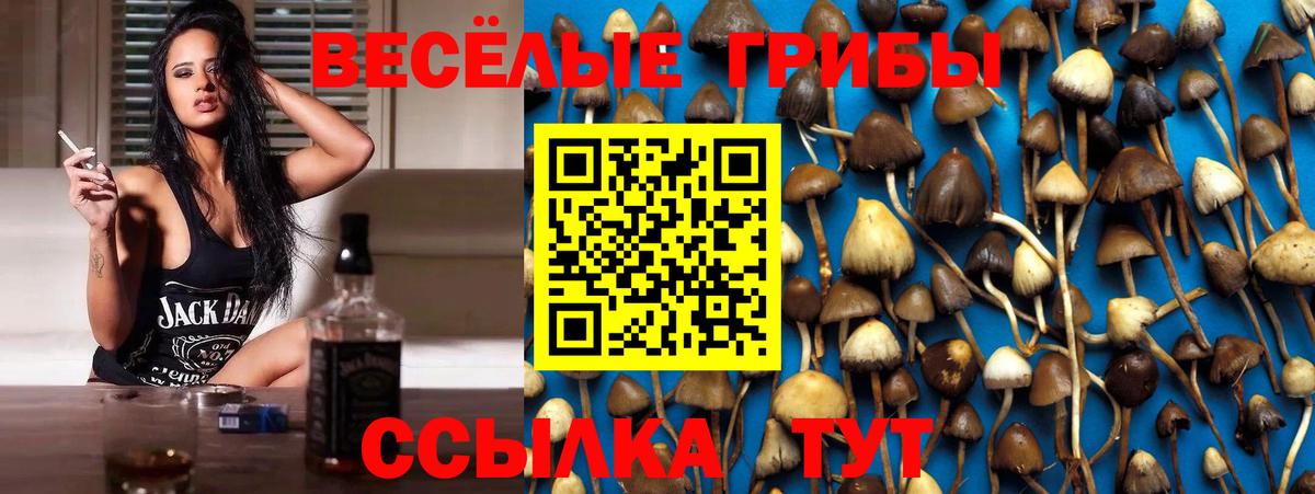 Псилоцибиновые грибы Psilocybe Минусинск